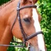 KL Select Black Oak Aster Hunter Bridle -Equestrian Equipment Store aster