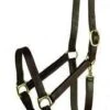 Gatsby Economy Leather Halter -Equestrian Equipment Store c282987