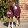 Amigo® Stable Sheet -Equestrian Equipment Store stable fig