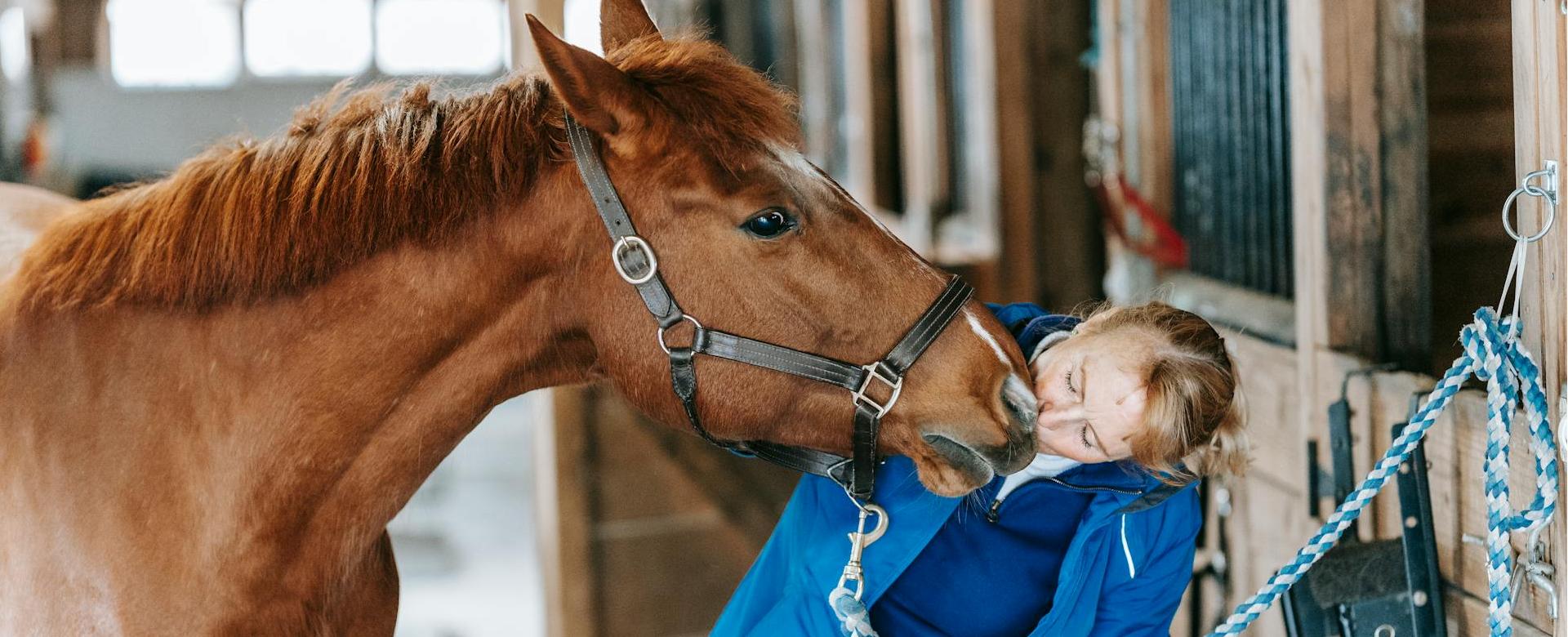 Equestrian Equipment Store -Equestrian Equipment Store pexels barbara olsen 7882319