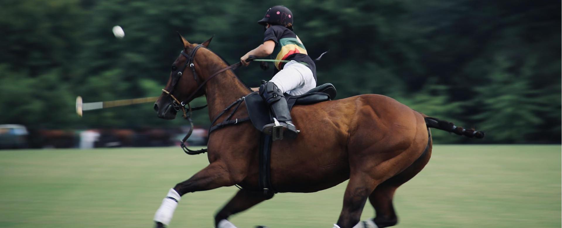 Equestrian Equipment Store -Equestrian Equipment Store pexels milena de narvaez ayllon 1496765 2889030